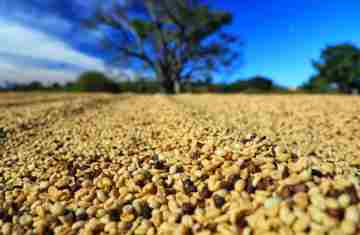  Paraná pode produzir até 750 mil sacas de café em 172 municípios em 2024, aponta boletim