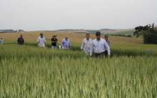 Laranjeiras - Plantio do trigo na região deve apresentar aumento em áreas plantadas