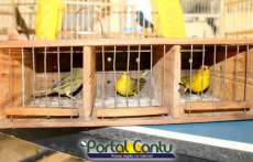 Guaraniaçu - Polícia faz apreensão de animais silvestres