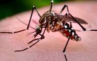 Cuidados com o &#039;Aedes aegypti&#039; nas férias