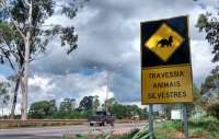 Projeto quer garantir circulação de animais nas estradas brasileiras e evitar atropelamentos