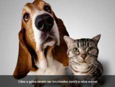 Palmital - Prefeitura incentiva vacinação contra raiva para cães e gatos
