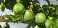 Candói - Produtores rurais de Reserva do Iguaçu fazem visita em busca de novas tecnologias