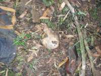 Guaraniaçu - Cadáver de jovem é encontrado no Soligo; imagens fortes