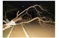 Laranjeiras - Árvore caída na BR 158 provoca acidente