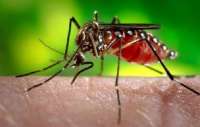 Número de casos de dengue cresce 20% no Paraná