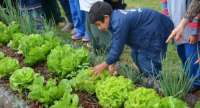 Laranjeiras - CMEI Divina Providência realiza sua primeira colheita na Horta Escolar