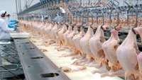Paraná bate recorde no abate de frangos