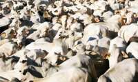 Paraná poderá exportar carne bovina para os Estados Unidos