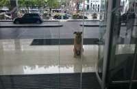 Aeromoça adota cão que a esperava na frente de hotel