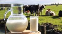 Preço do leite na região deve sofrer reajuste em breve no Paraná