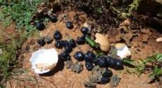 Paraná - Agentes do Depen encontram droga dentro de ovos de galinhas