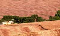 Paraná amplia a área plantada e safra de trigo pode dobrar neste ano