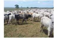 Cantagalo - Fazendeiro fica ausente e ao retornar sente a falta de 39 cabeças de gado