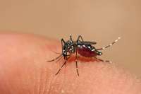 Quedas - Jacaré decreta estado de alerta contra a dengue