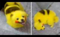 Cão é pintado para ficar igual ao Pikachu e gera revolta na web. Veja vídeo!
