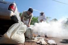Secretaria de saúde inicia retirada de abelhas assassinas em Londrina