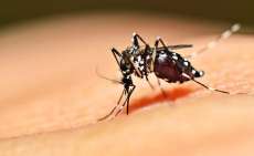 Casos de dengue no Paraná crescem 57% em uma semana