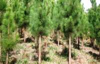 Quedas - Sem Terra devastam mais de 200 hectares de pinus