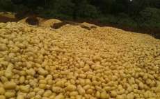 Toneladas de batatas são descartadas