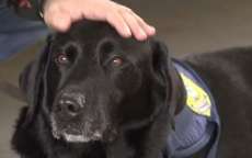 Cão farejador da PRF se aposenta com direito a festa de despedida em Curitiba