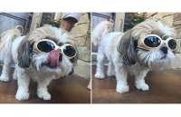 Cãozinho que usa óculos por orientação médica faz sucesso na internet