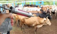 Quedas - Parte do rebanho bovino quedense já foi vacinado