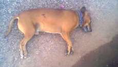 Nova Laranjeiras - Homem é preso com armas e munições após matar cachorro