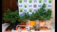 No Paraná Polícia Militar prende jovem que cultivava maconha em casa