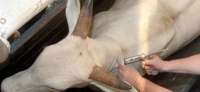 Reserva - Secretaria de Agropecuária inicia campanha e divulga cronograma de vacinação contra brucelose bovina