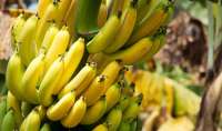 Bananas: benefícios e dicas para adiantar ou retardar o amadurecimento