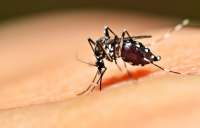 Paranaguá registra primeira morte por dengue hemorrágica