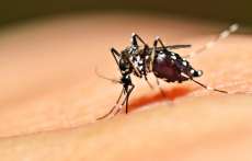 Paranaguá registra primeira morte por dengue hemorrágica