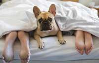 Cachorro na cama pode ou não pode? Saiba quando permitir ou proibir esse comportamento