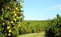 Paraná triplica produção de laranja, com foco na exportação de suco