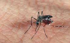 Três Barras - Dois casos de dengue confirmados