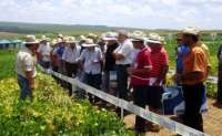 Candói - Agricultores Familiares do município participam da 14ª Semana de Campo do Projeto Centro Sul de Feijão e Milho