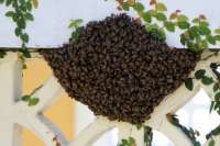Idosa morre após levar mais de 200 picadas de abelhas em São Paulo