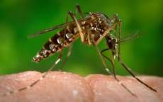 Cascavel confirma primeiro caso de zika vírus