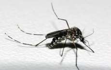 Paraná atinge marca de 50 mil casos de dengue