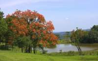 Florada de árvores nativas deixa primavera exuberante no Paraná