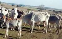Polícia encontra gado morrendo de fome em propriedade rural