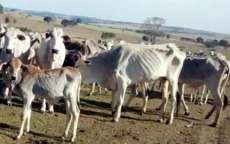 Polícia encontra gado morrendo de fome em propriedade rural