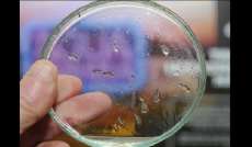 Paraná prepara Dia D contra o mosquito Aedes aegypti