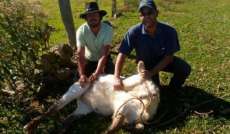 Reserva do Iguaçu - Vacinação contra a brucelose bovina inicia na próxima semana
