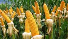 Mesmo com preço alto, lavouras de milho preocupam produtor rural