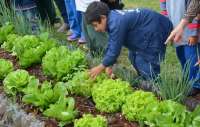 Laranjeiras - Projeto Horta Escolar encerra as atividades do ano de 2014 na UFFS