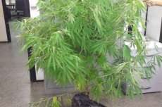 Três Barras - Preso homem que cultivava maconha