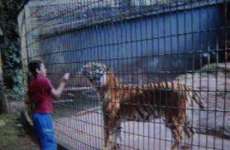Delegado pede mais 30 dias para investigar ataque de tigre