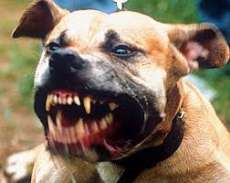 Paraná - Suspeito de estuprar menina ordena ataque de pitbulls contra policiais